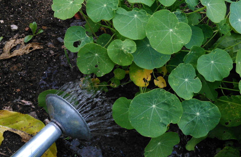 liquid_fertiliser_watering